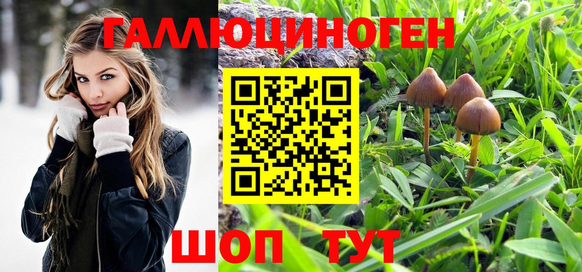 Псилоцибиновые грибы Psilocybe Советская Гавань